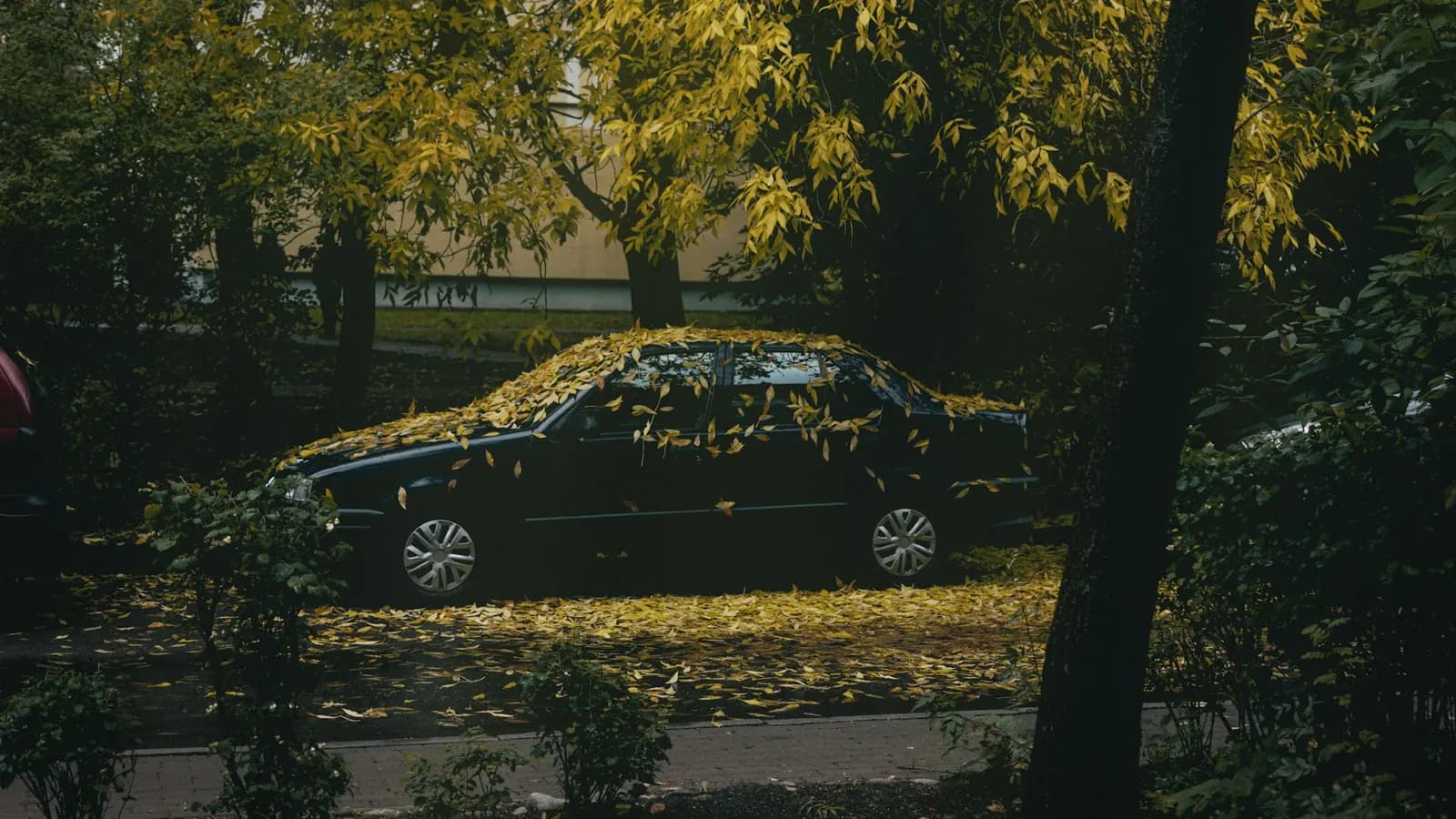 A car left unused on a driveway, its roof and bonnet covered in fallen leaves